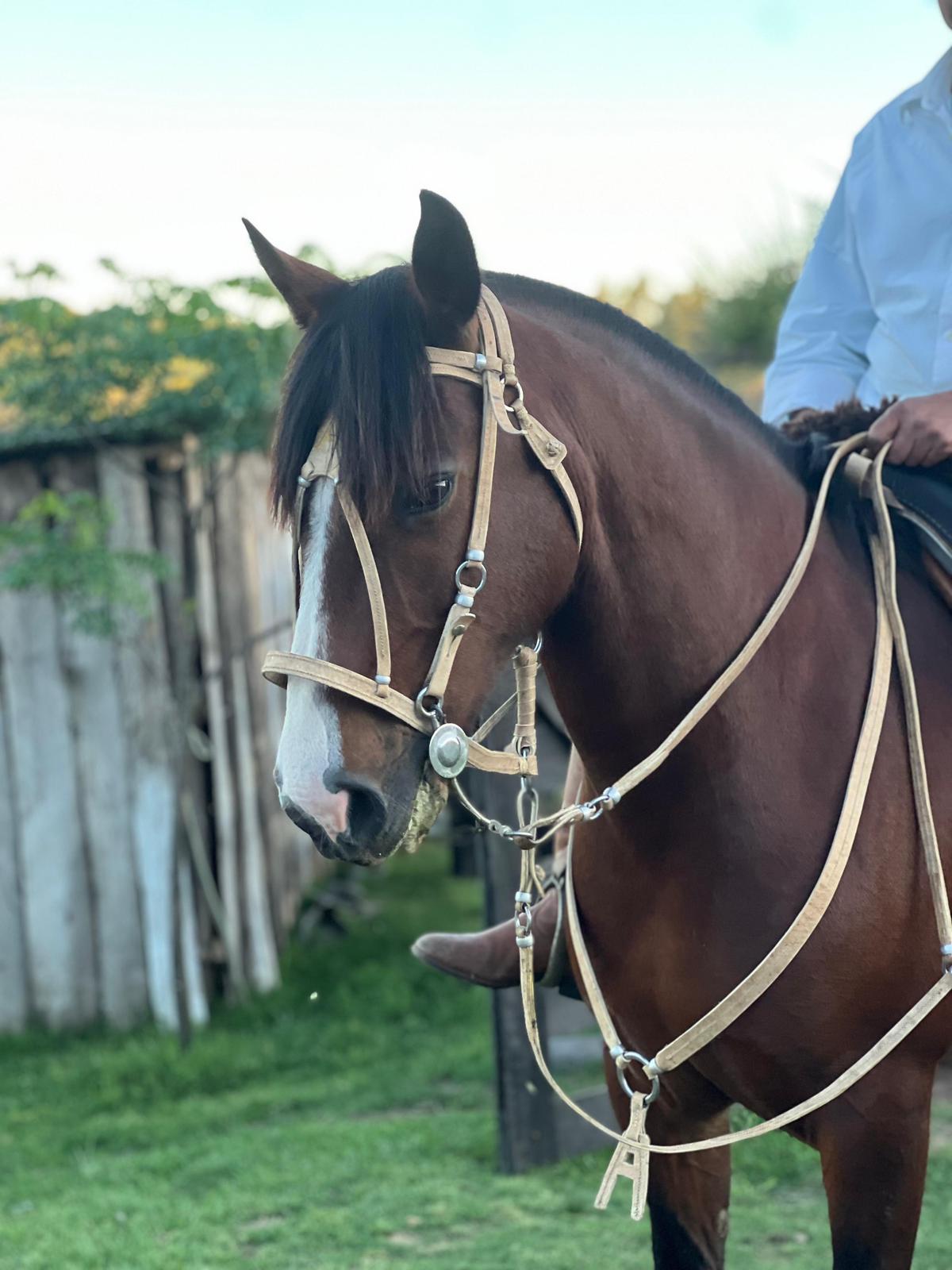 Caballo con arreio